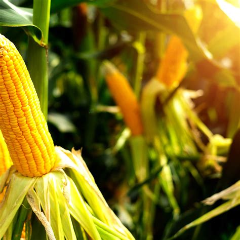 phild corn|where to buy field corn.